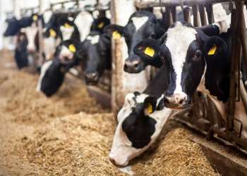 Орган правительства Великобритании завершил пилотное отслеживание поставок говядины на Блокчейн