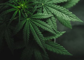 Блокчейн и Cannabis Индустрии вместе могут очистить регуляторные препятствия