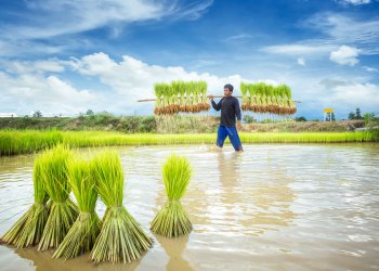 Oxfam, чтобы дать возможность камбоджийским фермерам риса с помощью блокчейн