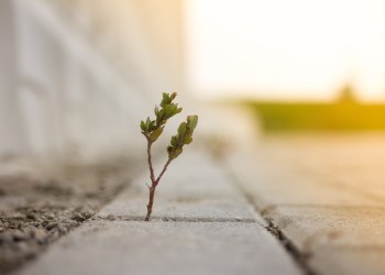 Канадский Ocean Falls, превращая в биткоинскую добычу, чтобы вдохнуть жизнь в сельский городок